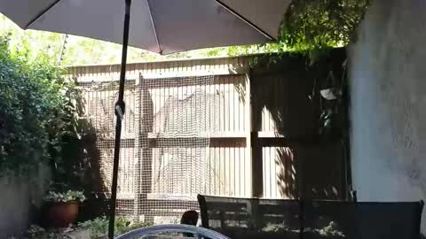 Snapshot of topsywilde chatting on February 2026 10:12:01 AM Topsy online show from February 2026 10:12:01 AM