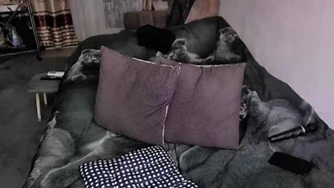 Lana online show from November 2025 09:58:01 PM