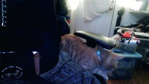 TwackedNTatted online show from December 2024 07:37:02 PM