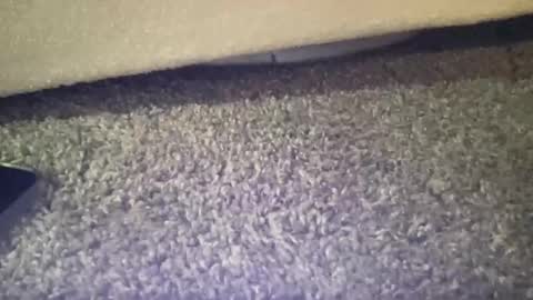 twinkgabe online show from February 2026 04:03:02 PM