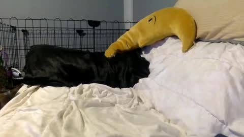 twinkybell online show from October 2025 04:27:01 AM