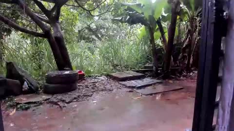 venus ... zeus sheer  online show from October 2025 01:37:01 PM