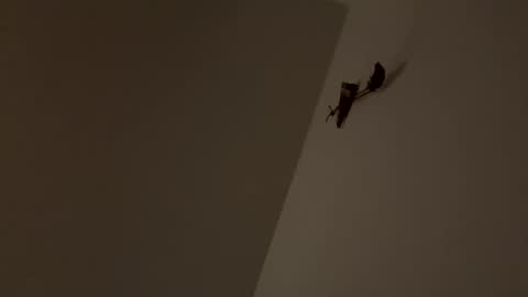 walter204 online show from November 2025 08:18:01 PM