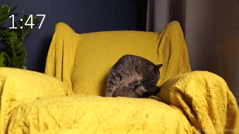 waynenorth online show from September 2025 03:13:02 PM