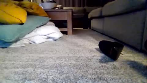 wyndir online show from November 2025 07:32:02 PM