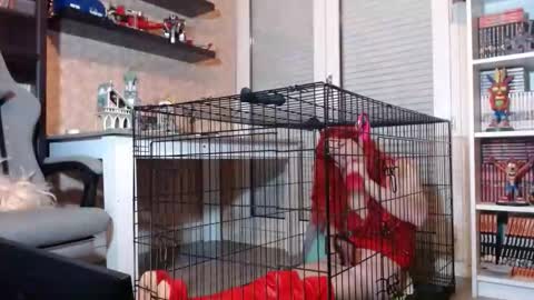 Snapshot of your_sissy_bitch chatting on February 2026 07:47:02 PM Owned by Hell On Heels online show from February 2026 07:47:02 PM