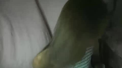 Glenda online show from February 2026 02:11:02 PM