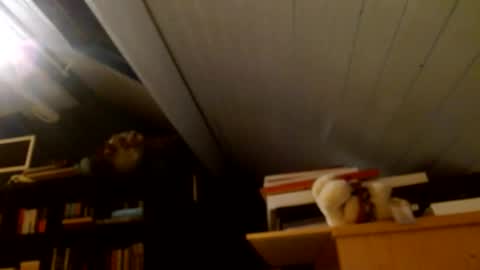 Snapshot of zolexthomas chatting on January 2025 04:43:01 PM zolexthomas online show from January 2025 04:43:01 PM