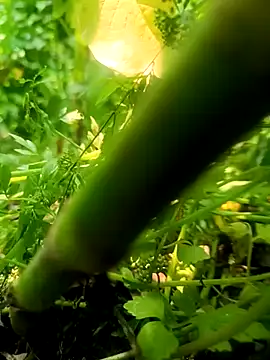 Snapshot of imrandidar22 chatting on March 2025 06:19:01 AM imrandidar22 online show from March 2025 06:19:01 AM