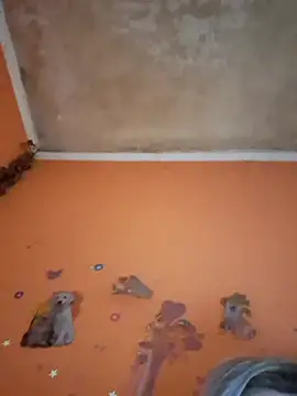 ducicsajsziii online show from February 2026 01:16:01 PM