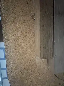 Followthepiper online show from March 2026 07:41:02 AM