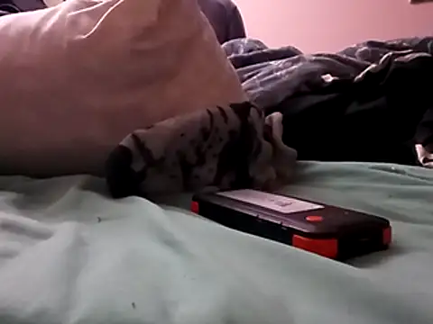 Blkstylion online show from December 2025 02:47:01 PM