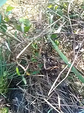 Nkumar173 online show from November 2025 05:51:02 AM