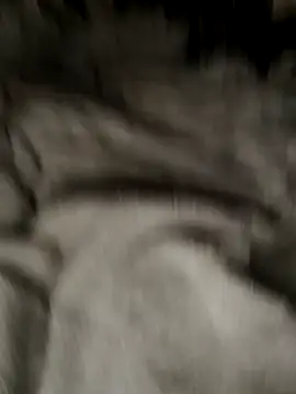 Tigerhill2023 online show from October 2025 09:13:01 AM