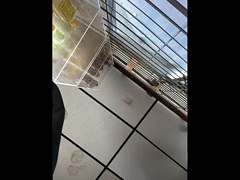 Snapshot of steelwood303 chatting on December 2025 07:54:01 PM steelwood303 online show from December 2025 07:54:01 PM