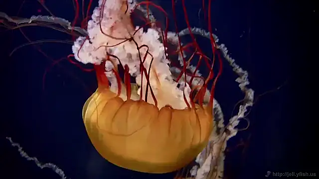 streamy test11 online show from November 2025 01:44:01 PM