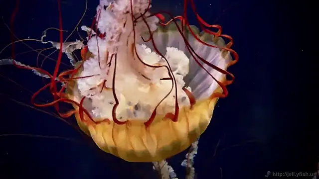 streamy test11 online show from December 2025 09:59:02 AM