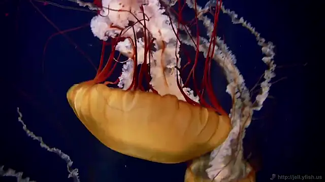 streamy test11 online show from December 2025 10:13:02 AM