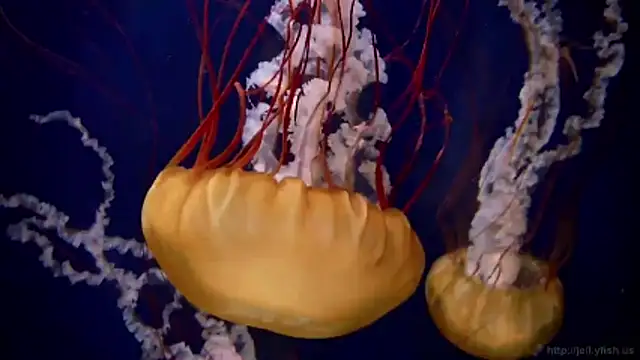 streamy test11 online show from March 2026 03:27:02 PM