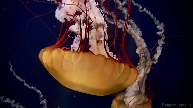 streamy test11 online show from March 2026 08:37:02 AM