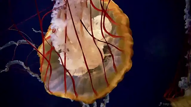 streamy test11 online show from March 2026 07:31:01 AM