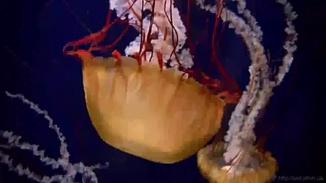 streamy test11 online show from April 2026 10:37:01 AM