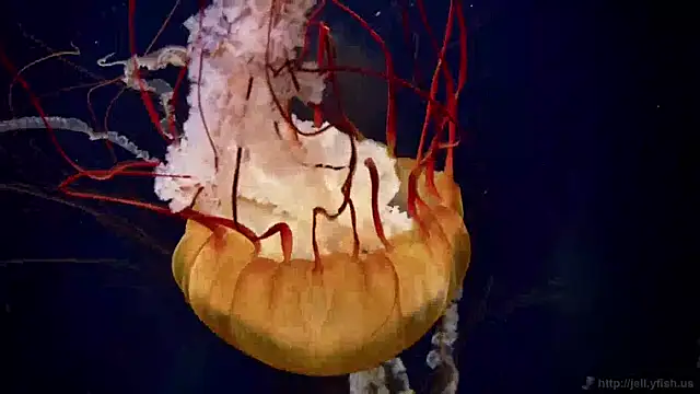 streamy test11 online show from April 2026 06:38:01 AM