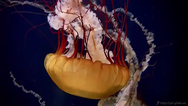 streamy test12 online show from November 2025 11:54:01 AM