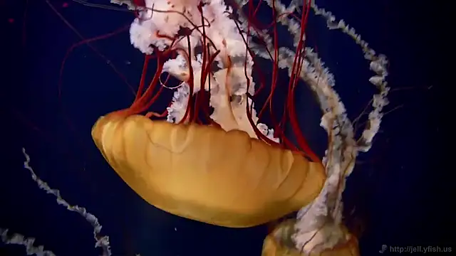 streamy test12 online show from February 2026 09:36:02 AM