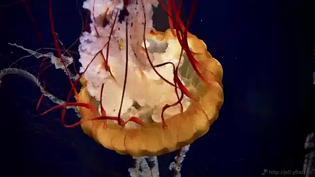 Snapshot of streamy_test13 chatting on December 2024 08:12:01 AM streamy test13 online show from December 2024 08:12:01 AM