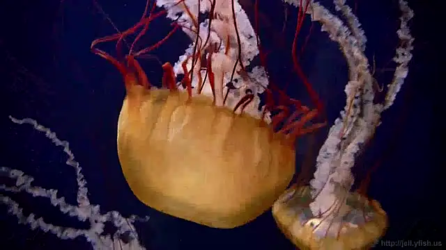 Snapshot of streamy_test13 chatting on January 2025 08:10:02 AM streamy test13 online show from January 2025 08:10:02 AM