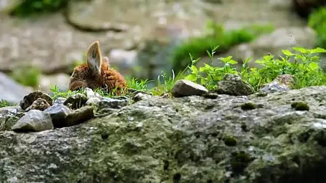 Snapshot of streamy_test13 chatting on September 2025 11:32:02 AM streamy test13 online show from September 2025 11:32:02 AM