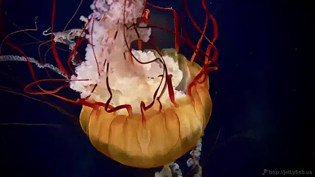 streamy test15 online show from December 2024 10:06:02 AM