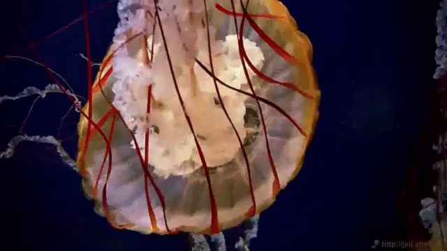 streamy test15 online show from December 2024 08:19:02 AM