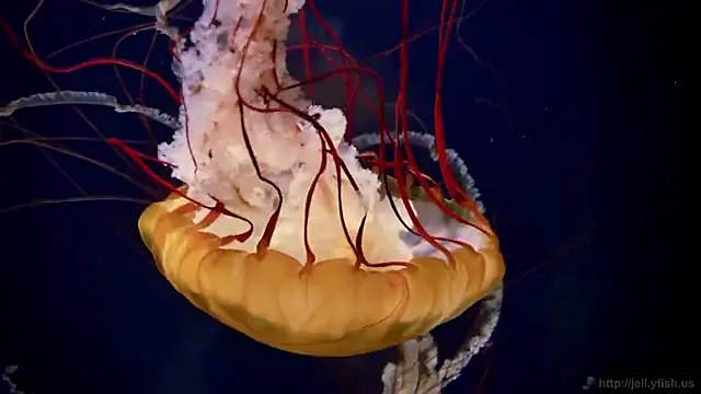 streamy test15 online show from September 2025 11:34:02 AM