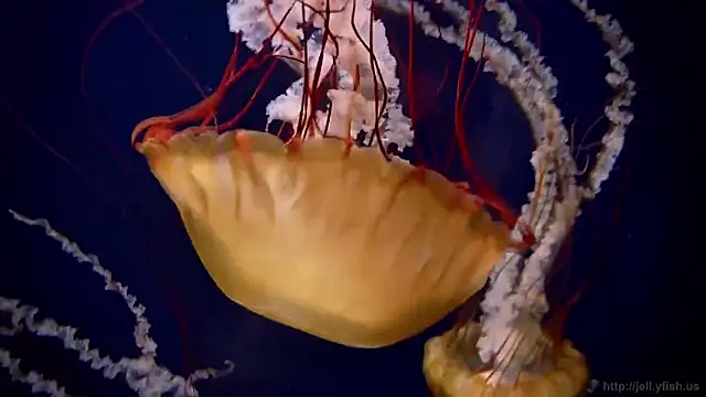 streamy test15 online show from February 2026 04:25:01 PM