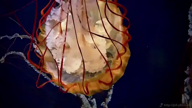 streamy test15 online show from March 2026 09:34:02 AM