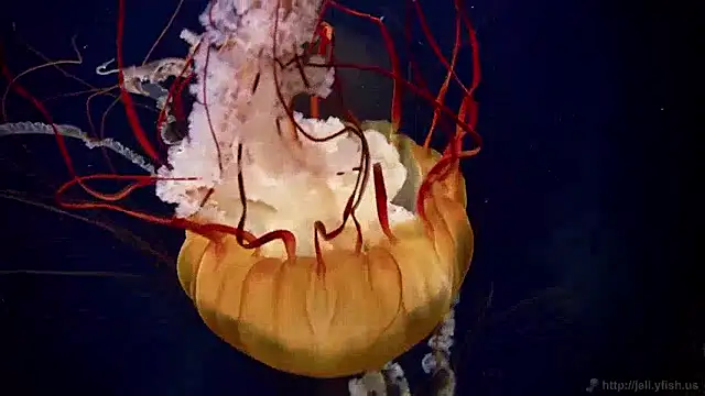 streamy test15 online show from April 2026 10:42:02 AM