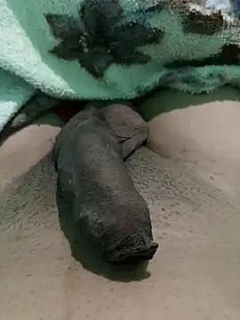 king cum  online show from January 2025 10:23:02 AM