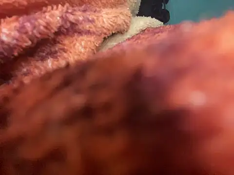 king cum  online show from January 2025 02:49:02 AM