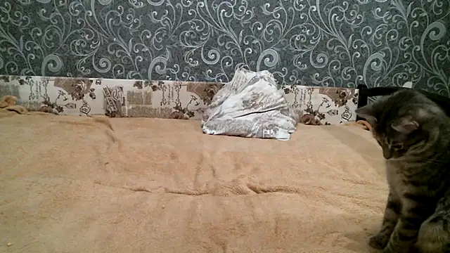 DennisXCaroll online show from February 2025 08:33:02 PM