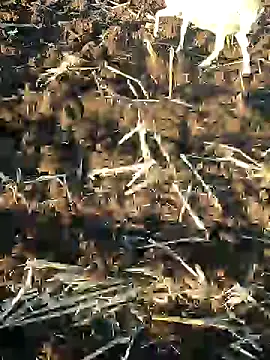 murokkk31 online show from January 2025 01:24:01 PM