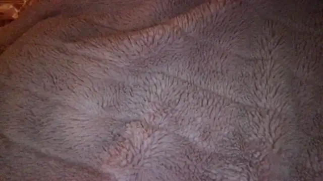 loveofbea online show from April 2026 06:19:01 AM