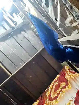 Sexy-sheela online show from January 2025 04:22:02 AM