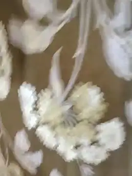 Snapshot of Raat_ki_rani_ chatting on January 2025 05:05:02 AM Raat ki rani  online show from January 2025 05:05:02 AM