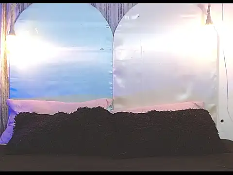 tylor boy online show from January 2026 04:26:01 AM