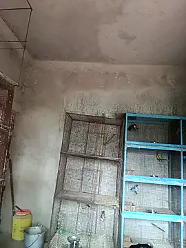 Snapshot of NICK_IN chatting on February 2025 04:15:01 AM NICK IN online show from February 2025 04:15:01 AM