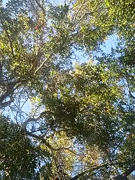 Buffshagswell online show from November 2025 07:18:02 PM