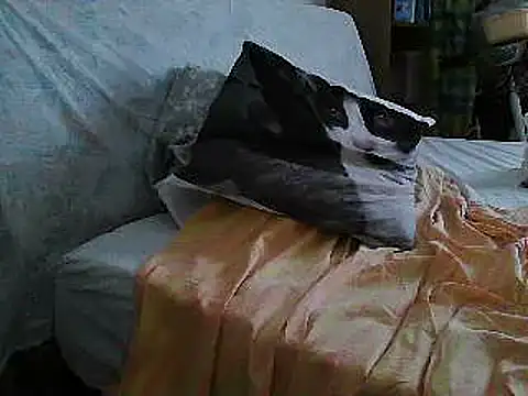 VeneRed online show from July 2026 11:24:01 AM