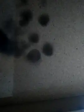 Leocesar37 online show from November 2025 05:57:01 PM